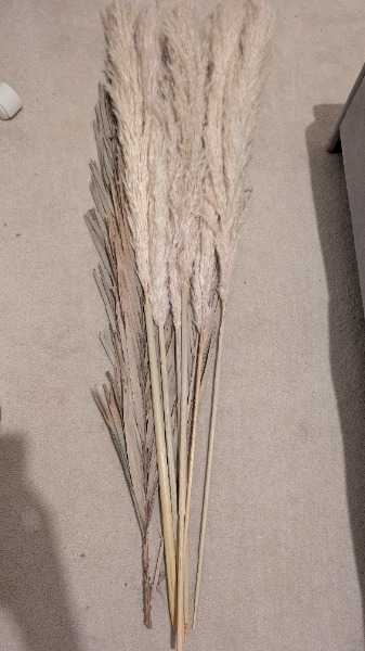 Thumbnail for dried pampas grass