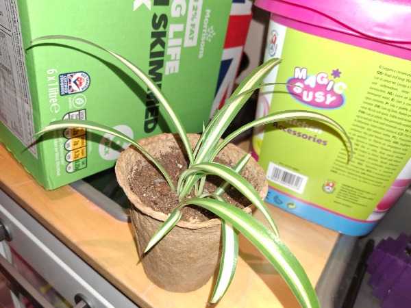 Thumbnail for Baby spider plants
