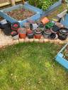 Thumbnail for DUE TO BE COLLECTED TOMORROW Selection of plastic plant pots