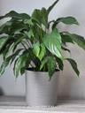 Thumbnail for Peace lily plant