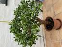 Thumbnail for Jade Plants/Trees