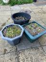 Thumbnail for Hosta Plants