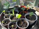 Thumbnail for Climbing bean plants