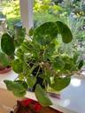 Thumbnail for Large Chinese Money Plant