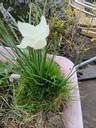 Thumbnail for Bulbs. Daffodils clump
