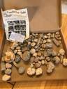 Thumbnail for Fossils