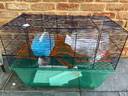 Thumbnail for Hamster/rodent cage