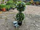 Thumbnail for Tallish Plastic Plant