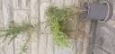 Thumbnail for Lonicera Nitida - Golden Box