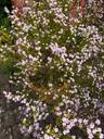 Thumbnail for Diosma Plant