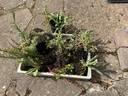 Thumbnail for Plants