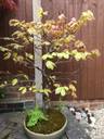 Thumbnail for Bonsai Tree ( Copper Beech )