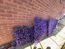 Thumbnail for Fake purple flower trellis
