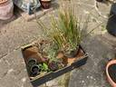 Thumbnail for Box of Perennial Plants  -Need attention and tidying