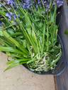 Thumbnail for Spanish bluebell bulbs