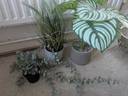 Thumbnail for Faux plants