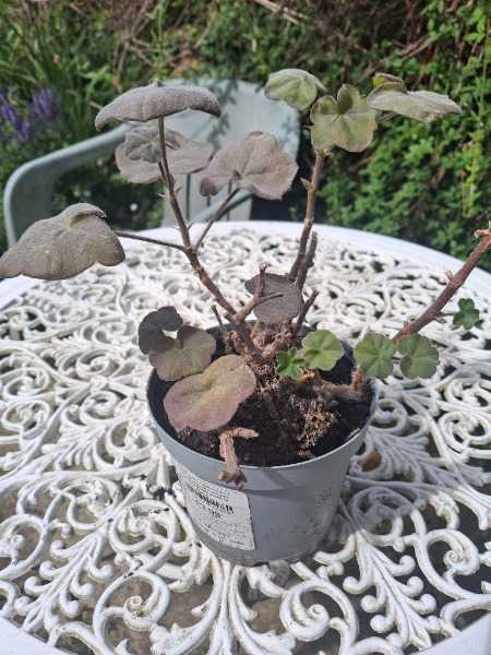 Thumbnail for Indoor plant