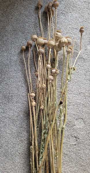 Thumbnail for Dried Poppy Seed Heads