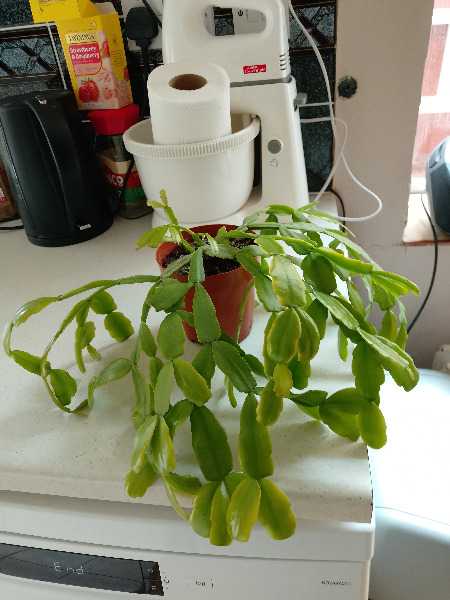 Freecycle: Christmas cactus plants