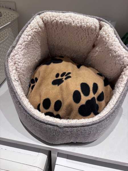 Cat bed