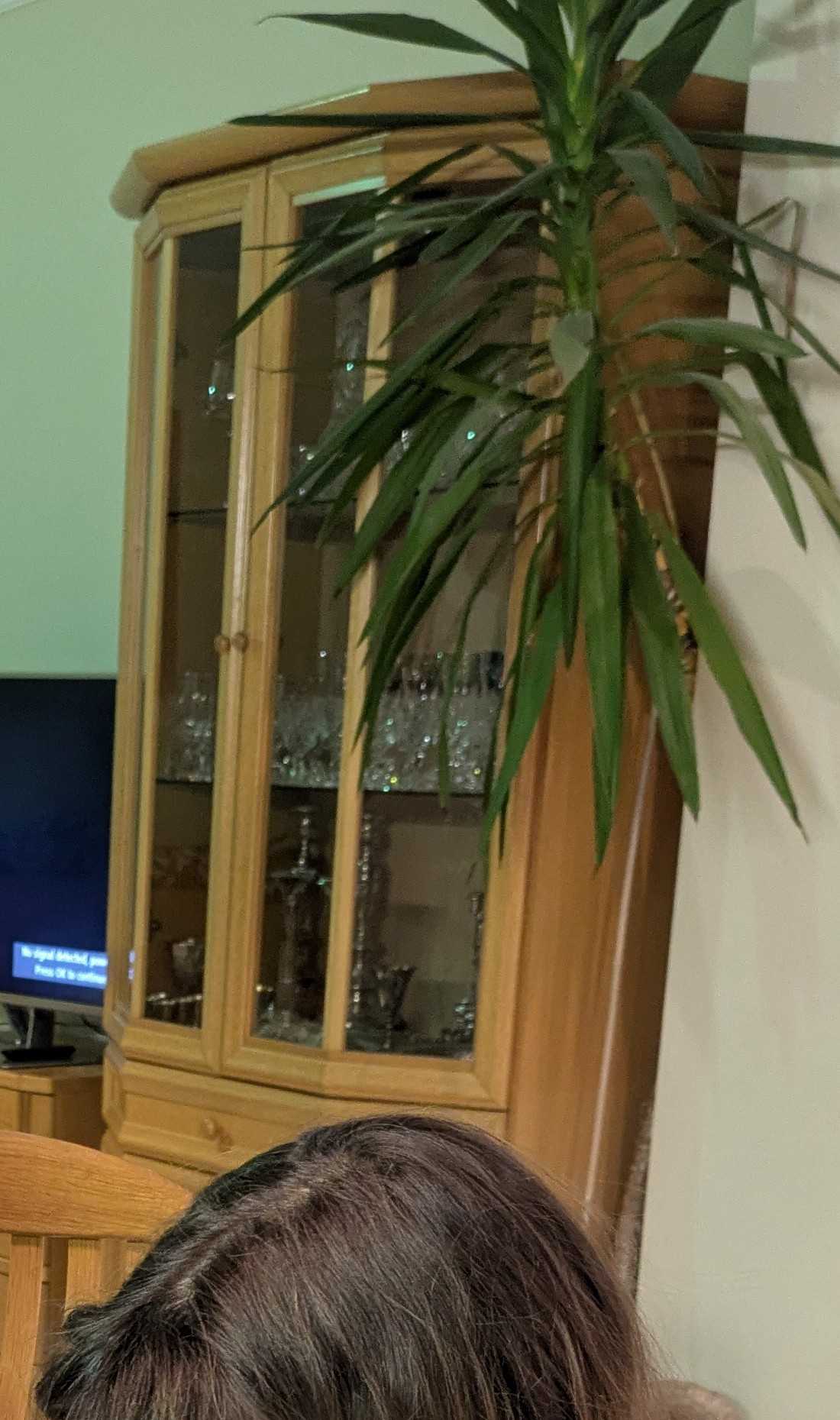 Tall display cabinet